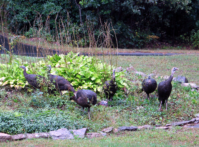 15-Sep-05 - Six Wild Turkeys in Southborough