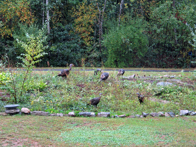 15-Sep-05 - Six Wild Turkeys snacking in the rain