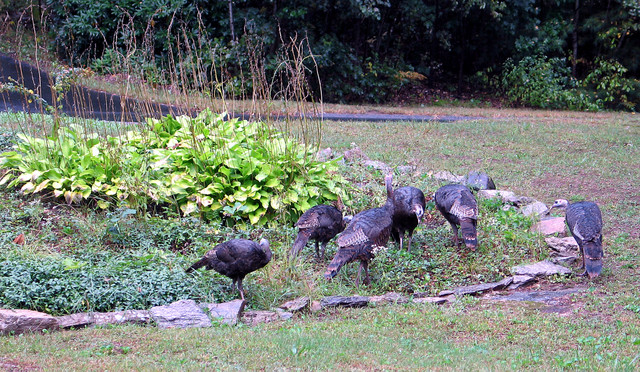 15-Sep-05 - six snacking wild turkeys