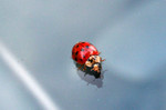 lady bug on the windshield