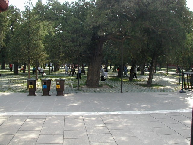 Pavers near ancient trees