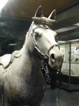 One of the terra cotta horses