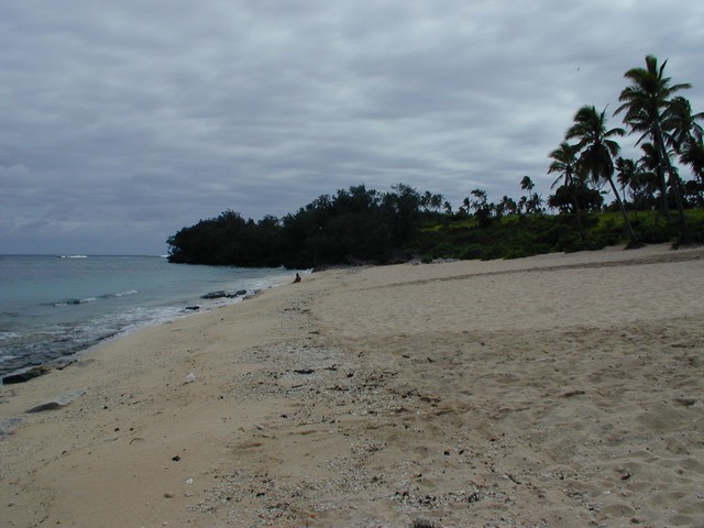 Shells washed up on shore