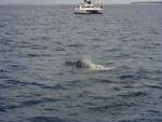 Whale at play