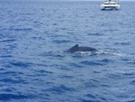 One of the whales we swam with