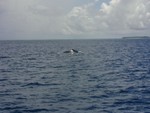 Whale watching - a true sport in Tonga