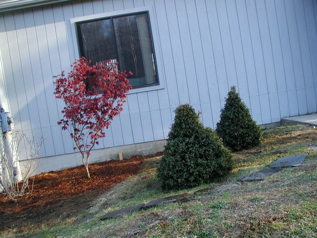 trees planted spring 2003