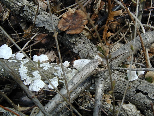 bright white paper thin mushrooms on log