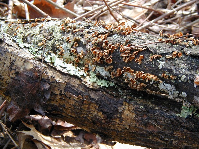 happy mushrooms basking in the sun