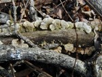 mushrooms that look like seashells