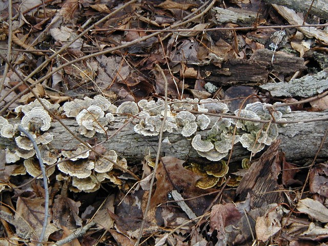 pretty but not yummy