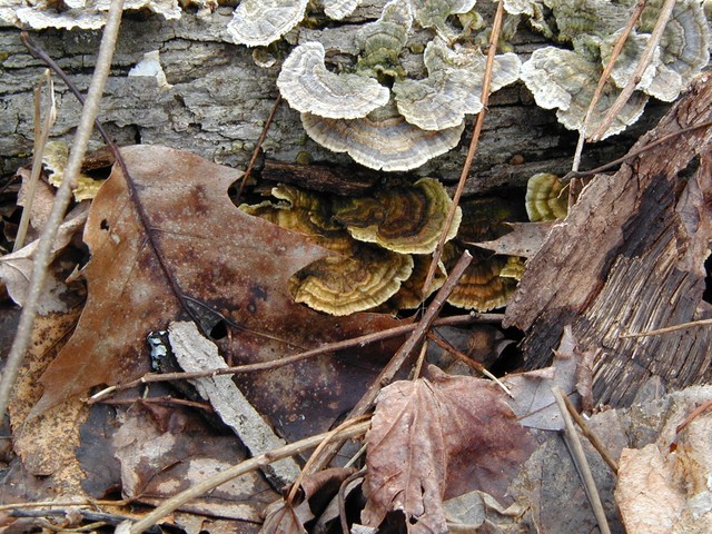 purty oakfed moss
