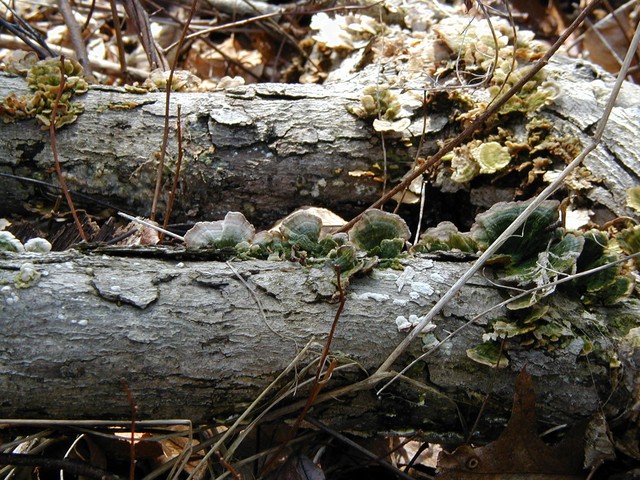 rows of mushrooms