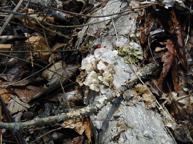 sparkling white mushrooms