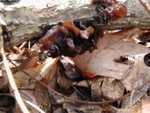translucent mushrooms and leaves
